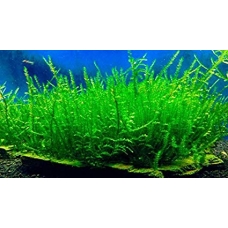 Creeping moss (Vesicularia sp.)